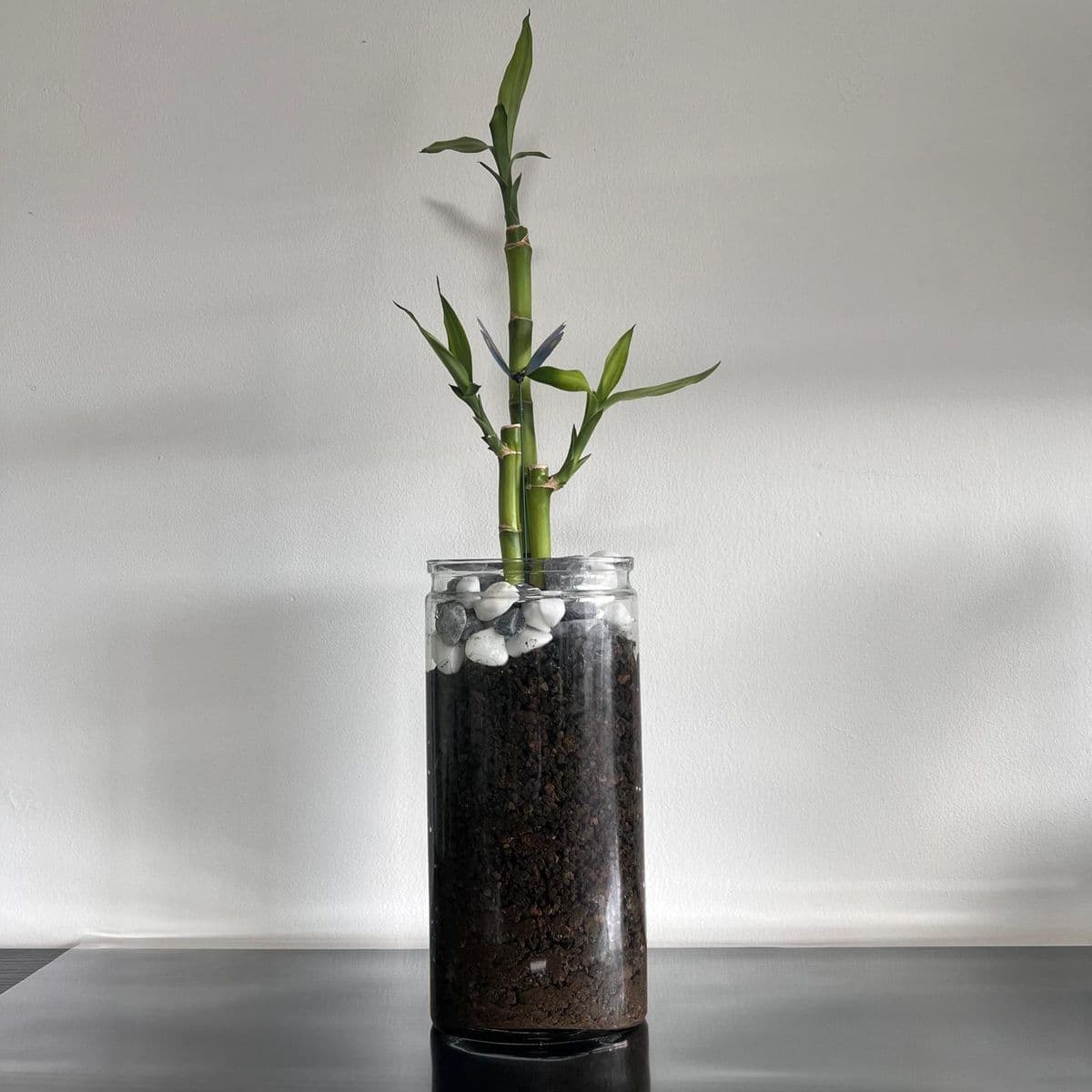 לאקי במבוק 2