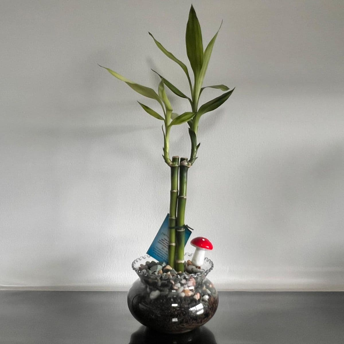 לאקי במבוק 1