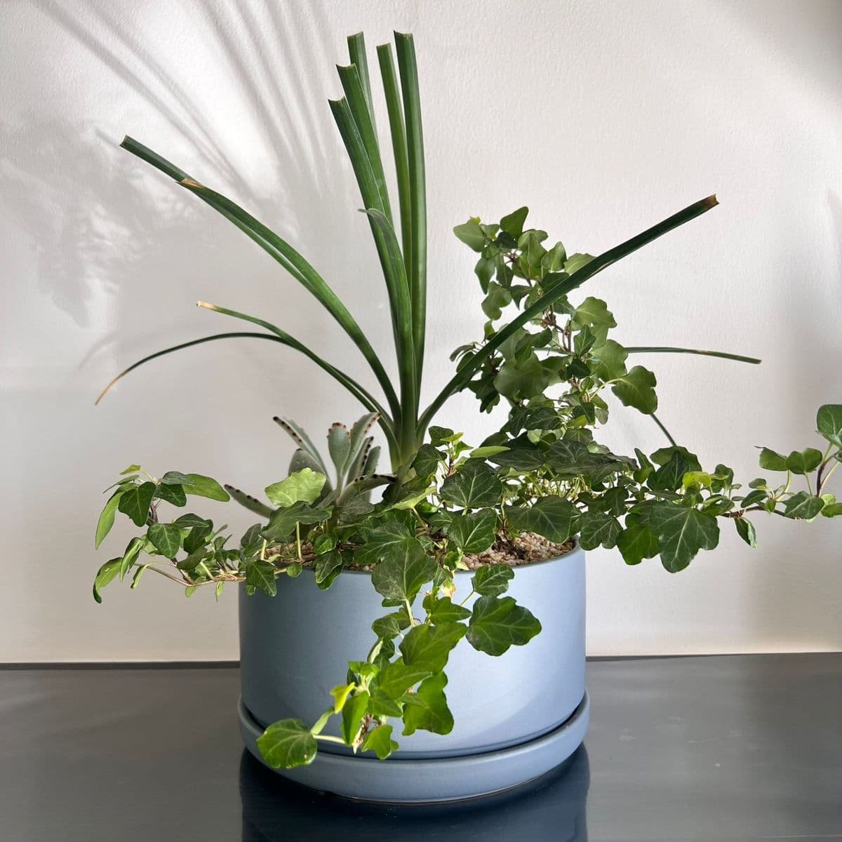 גינה בעציץ 1