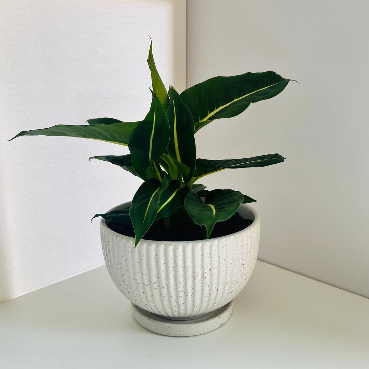 מעיין 20+דיפנבכיה פס צהוב