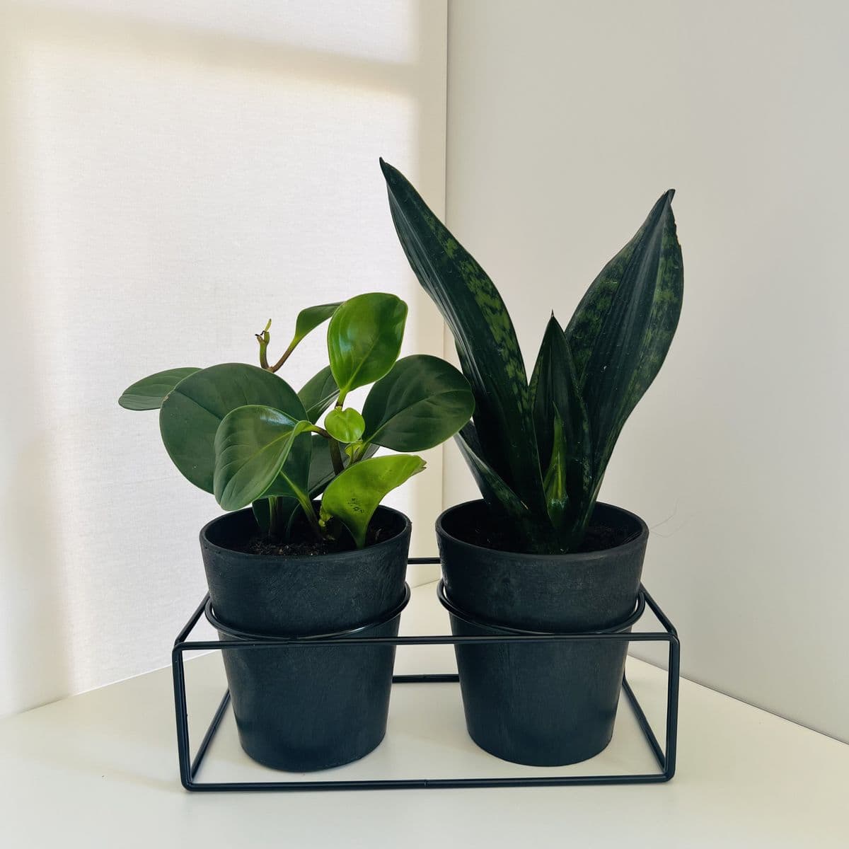 סולו שחור+סנסיווריה+פפרומיה