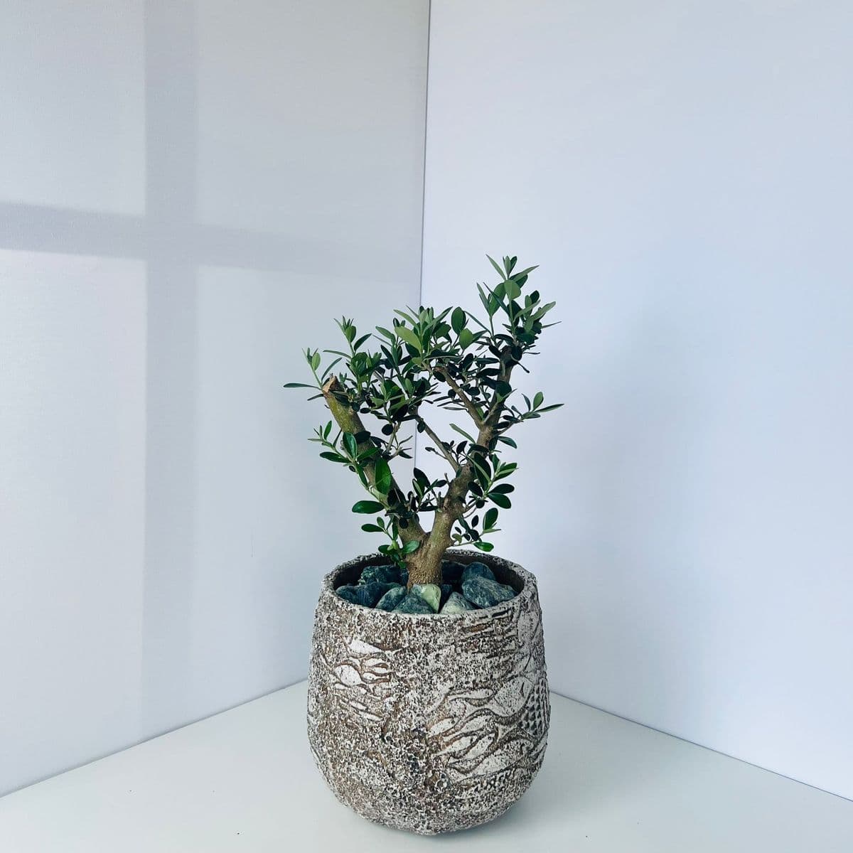 זית ביבוני 1