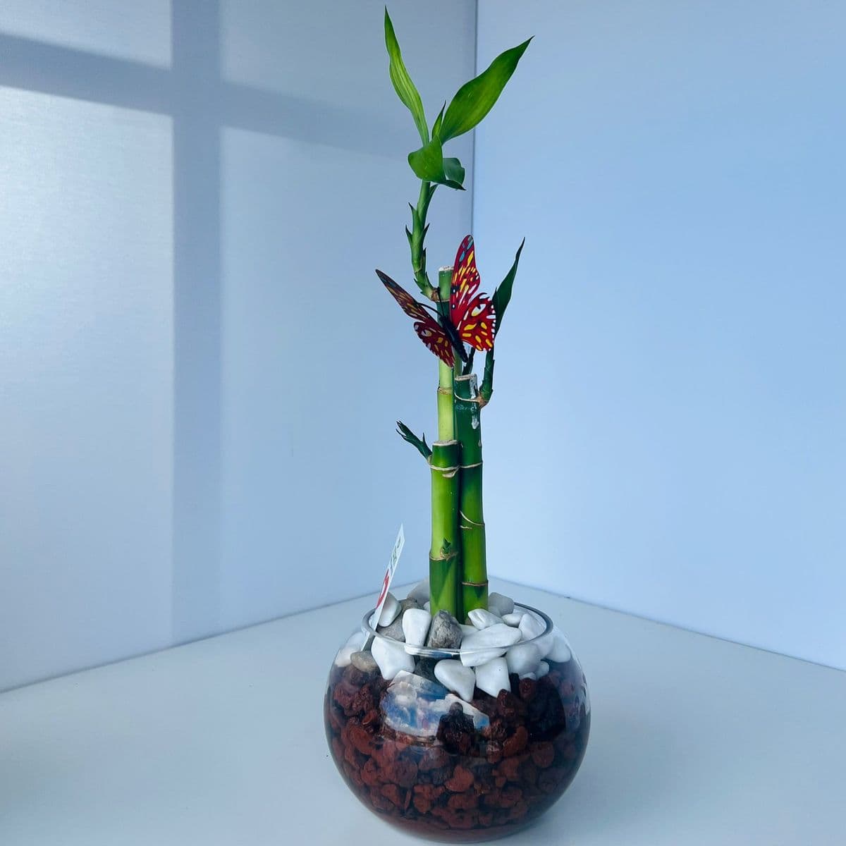 לאקי במבוק 3