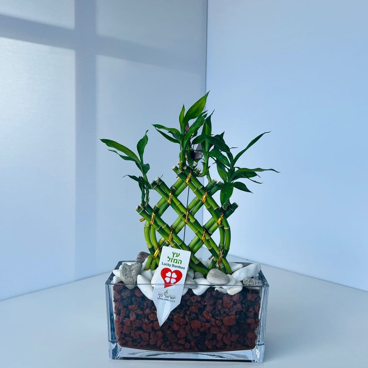 לאקי במבוק 4