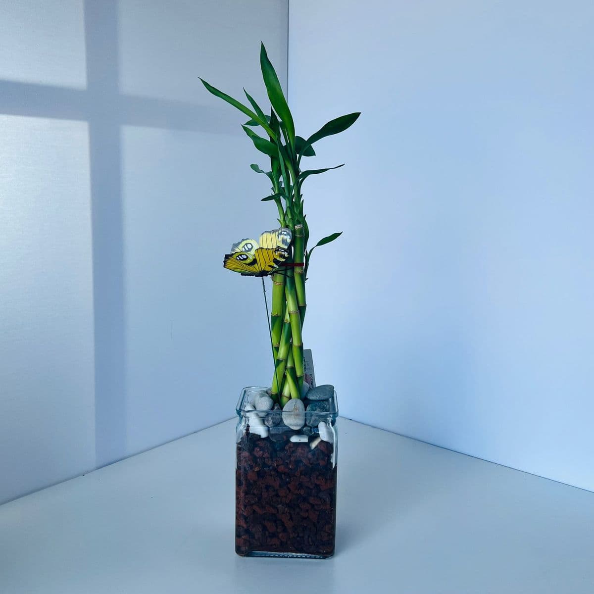 לאקי במבוק 5