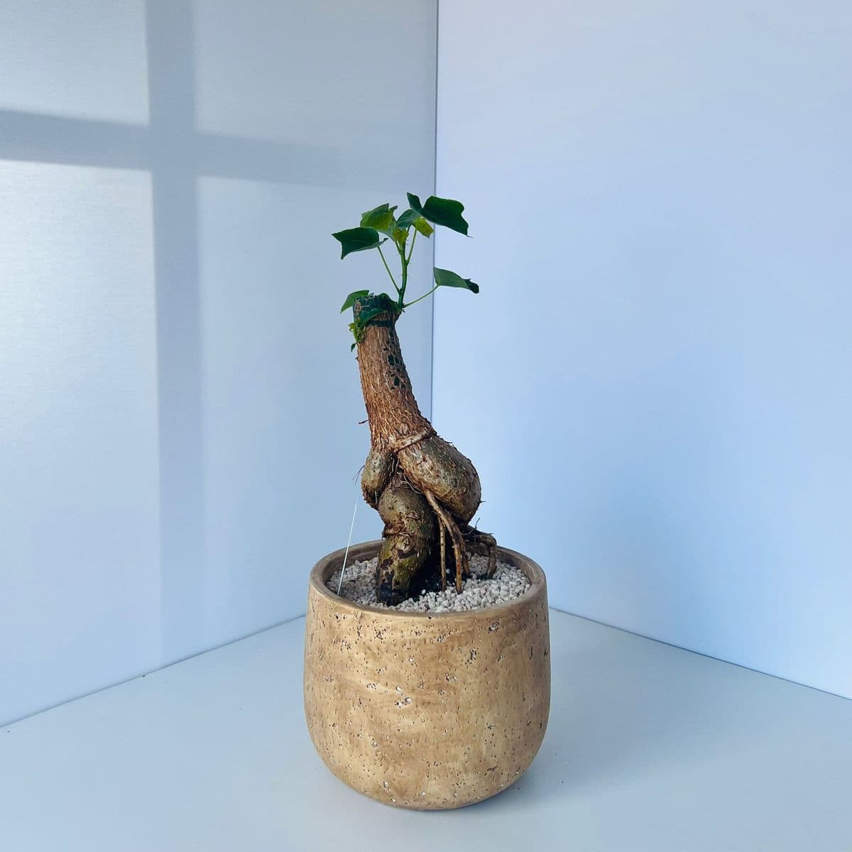 אהבה בינוני 1