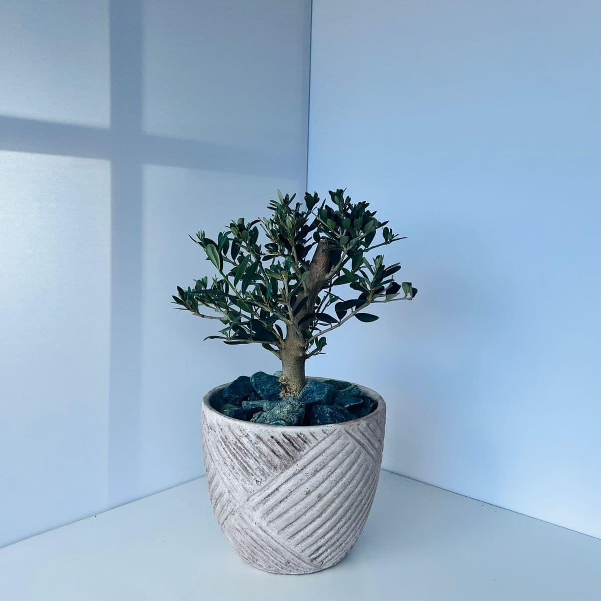 זית בינוני 3