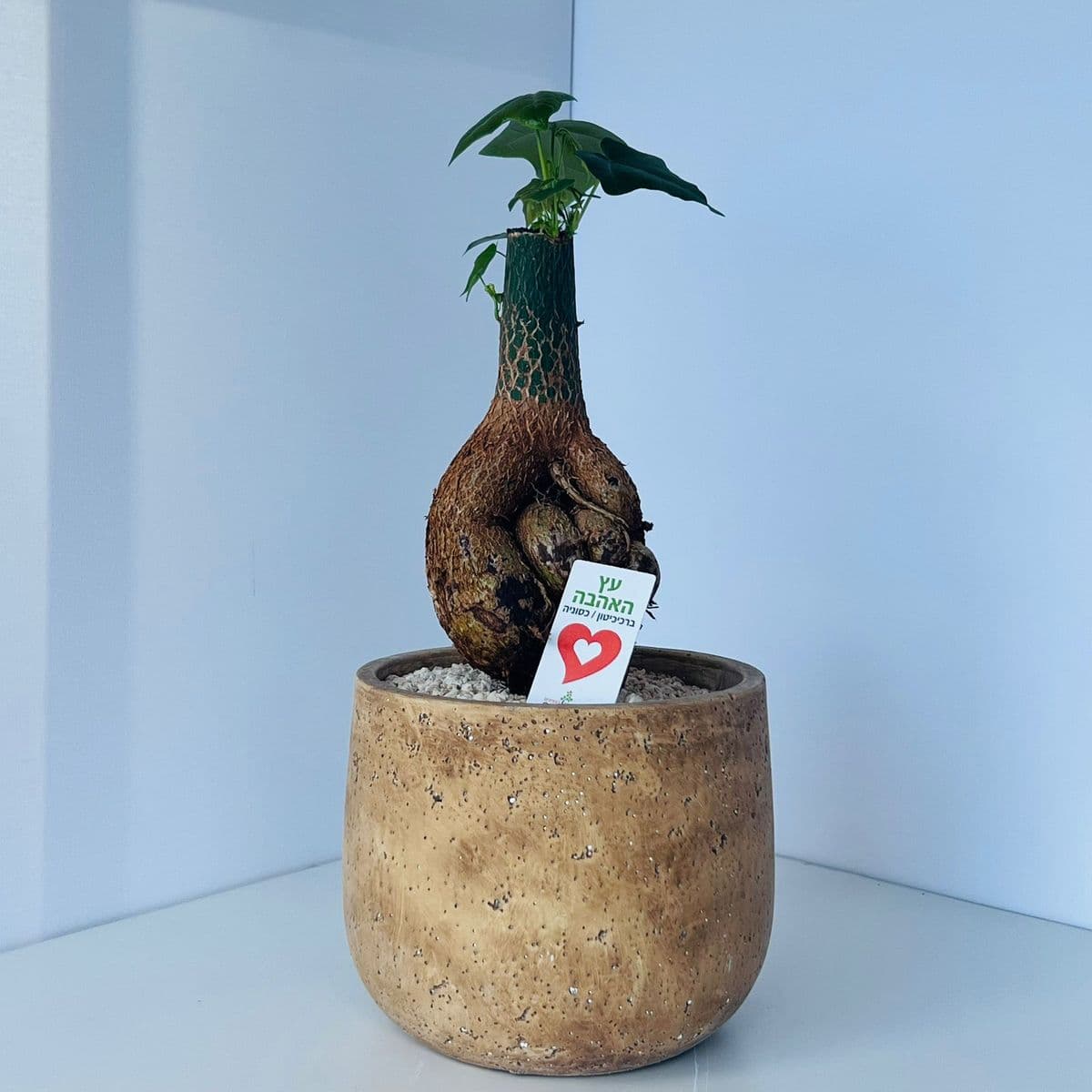 אהבה בינוני 2