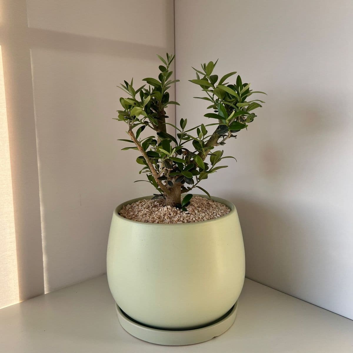 זית בינוני 4