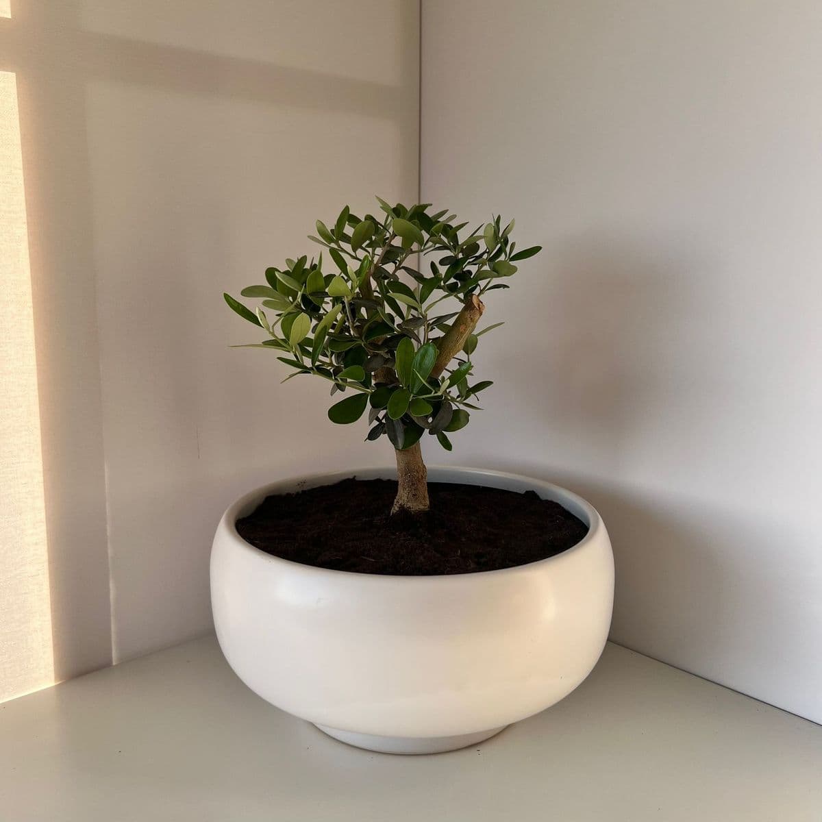 זית בינוני 5