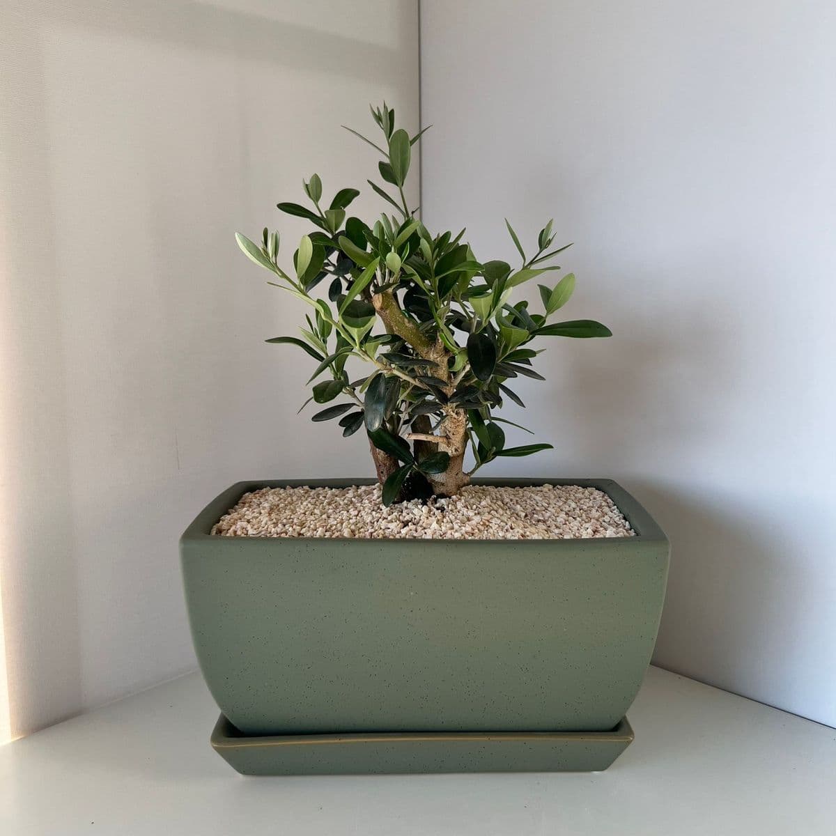 זית בינוני 6