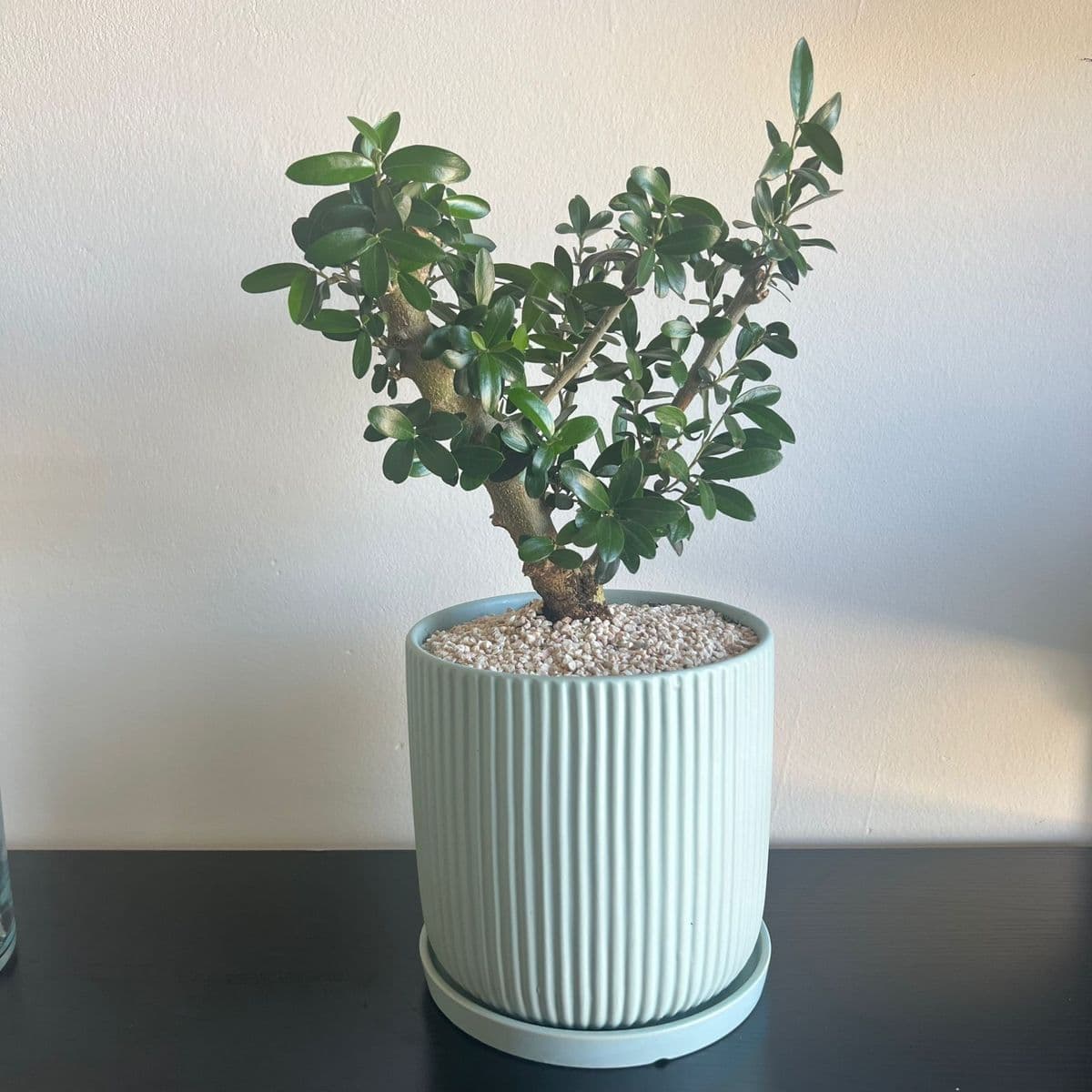 זית בינוני 2