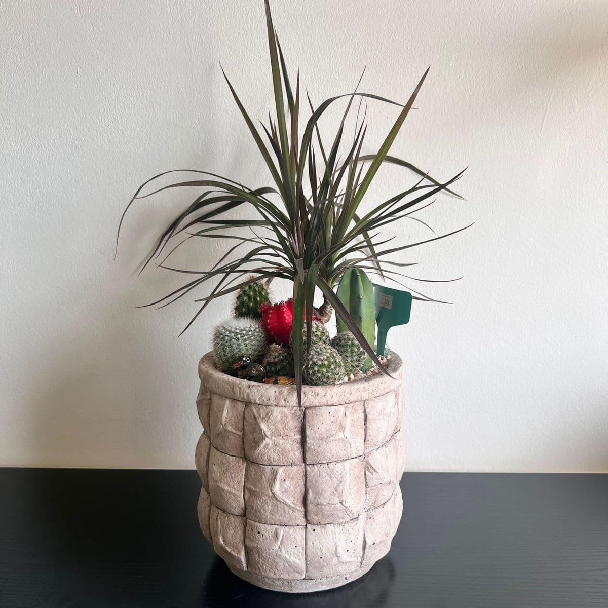 קוקטייל קקטוסים 2