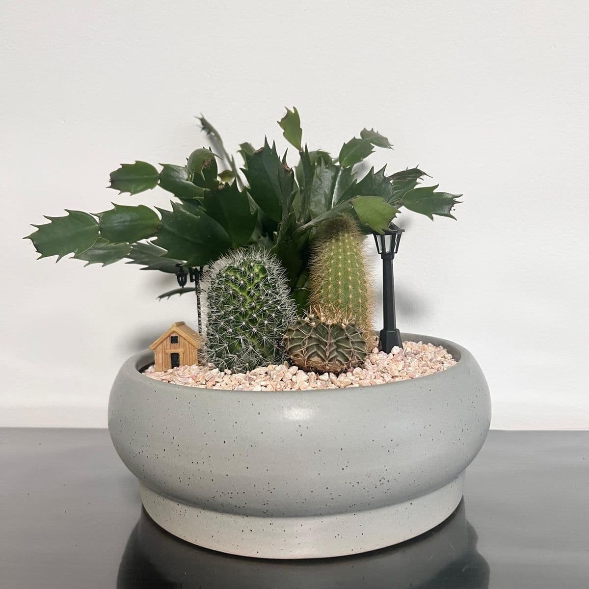 קוקטייל קקטוסים 5