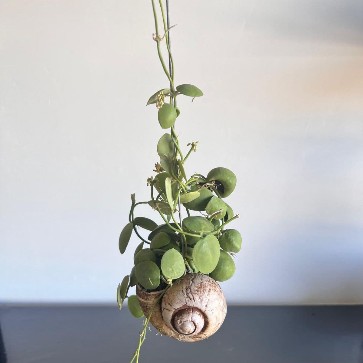 דישידיה קונכיה