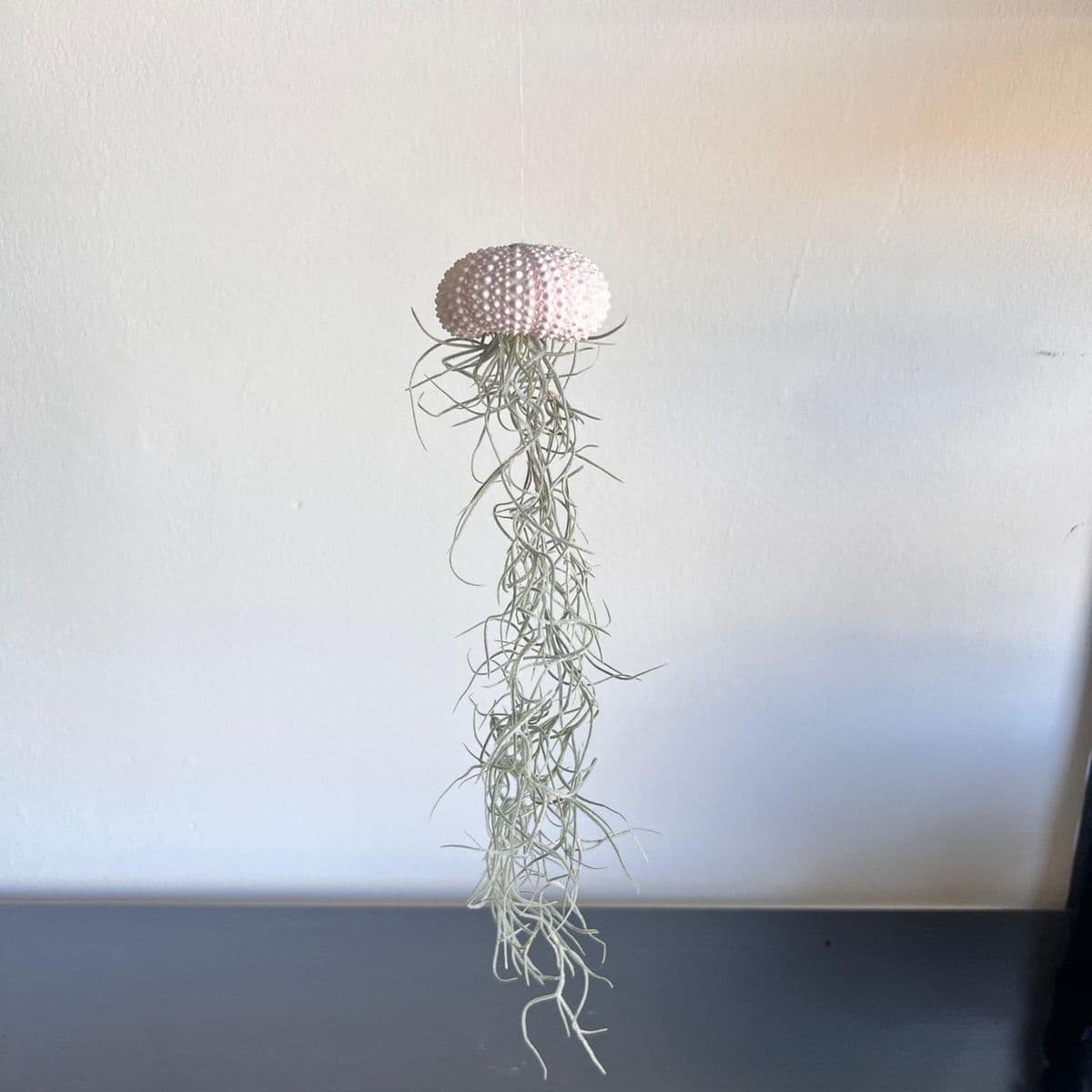 מדוזה אווירית מיני