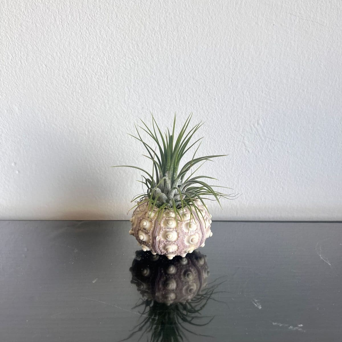 קונכיה ספוטניק וצמח