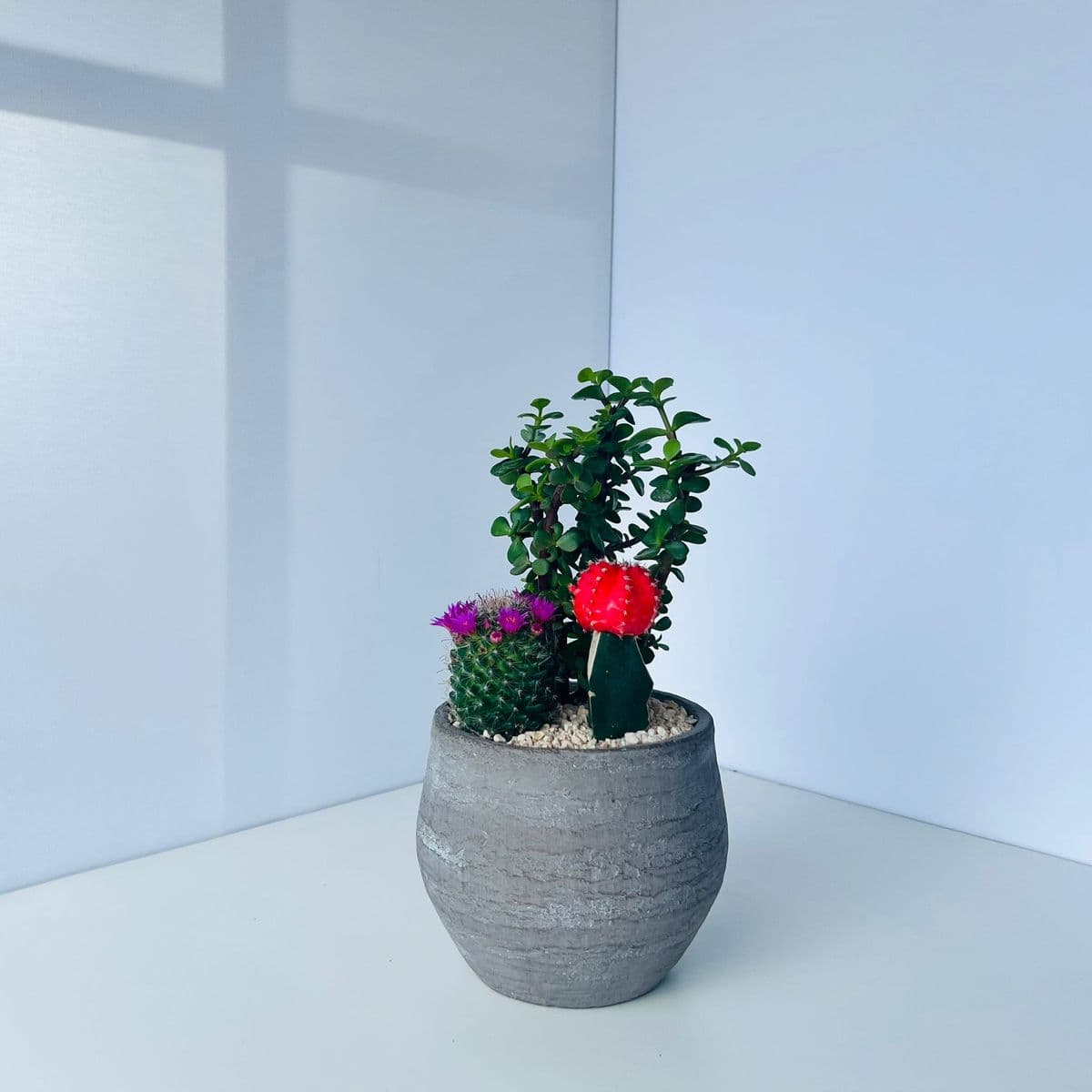 קוקטייל קקטוסים 9