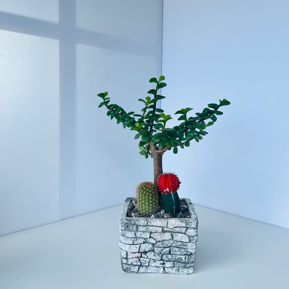 קוקטייל קקטוסים 4