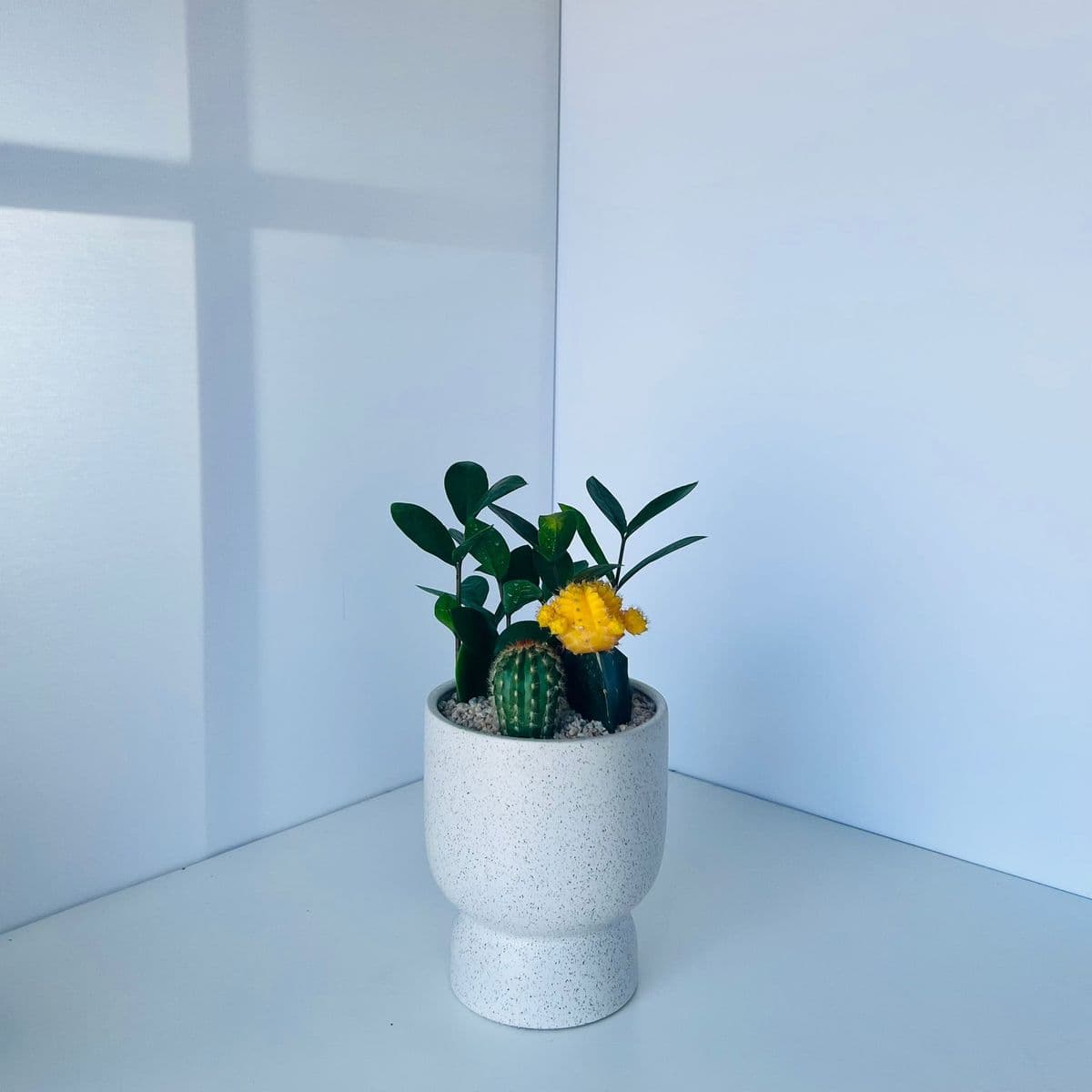 קוקטייל קקטוסים 6