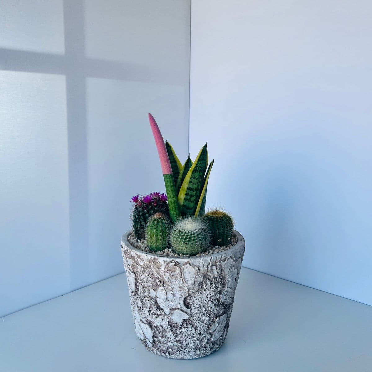 קוקטייל קקטוסים 1