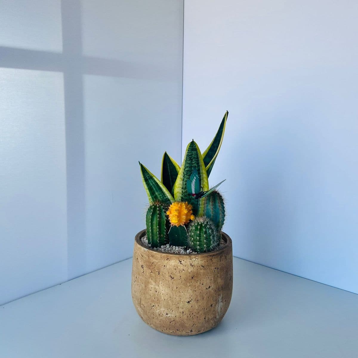 קוקטייל קקטוסים 7