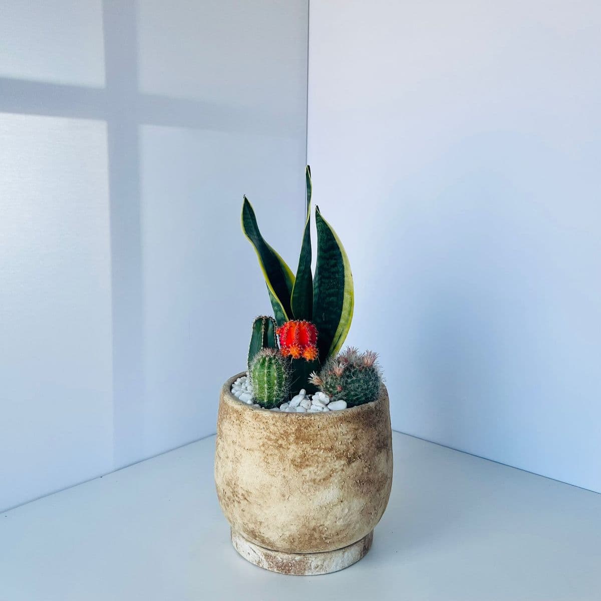 קוקטייל קקטוסים 8