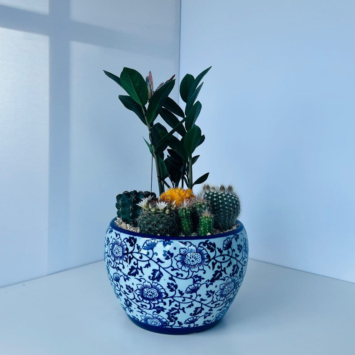 קוקטייל קקטוסים 10