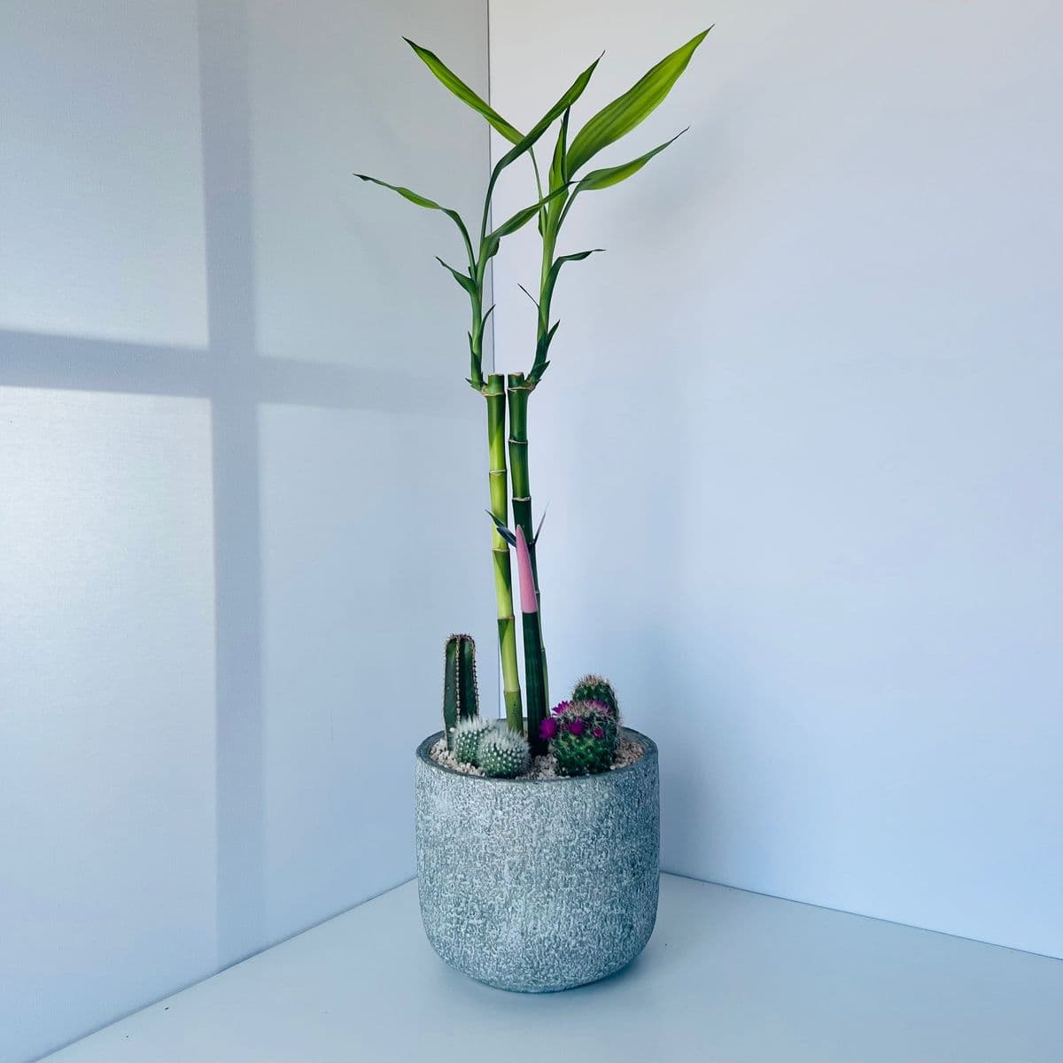 קוקטייל קקטוסים 12