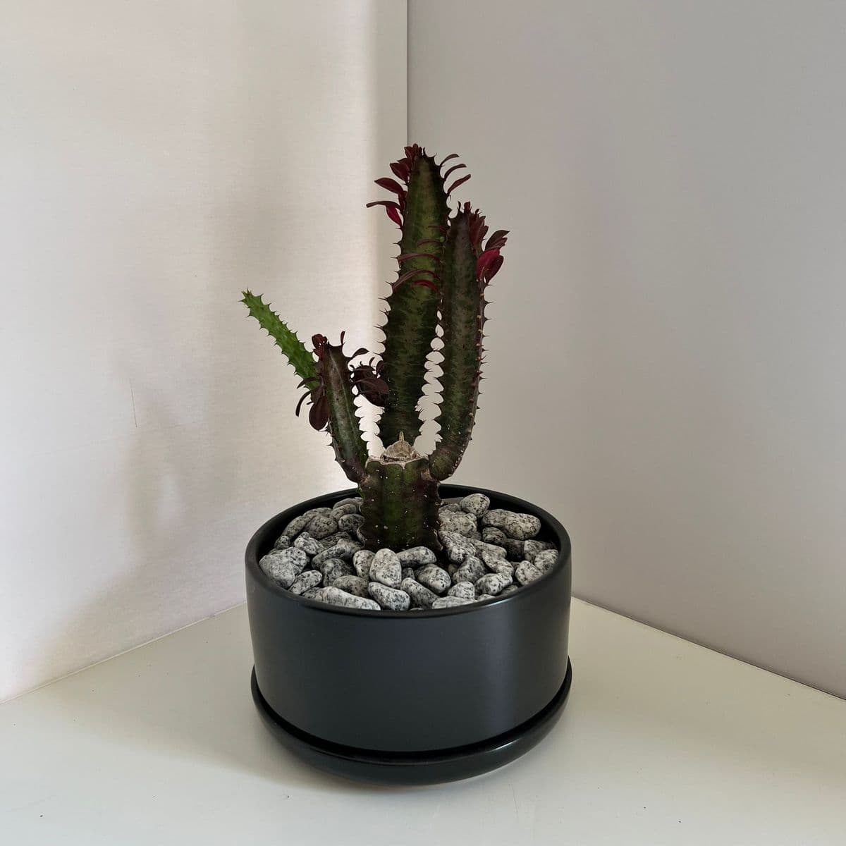 אופק 18 שחור