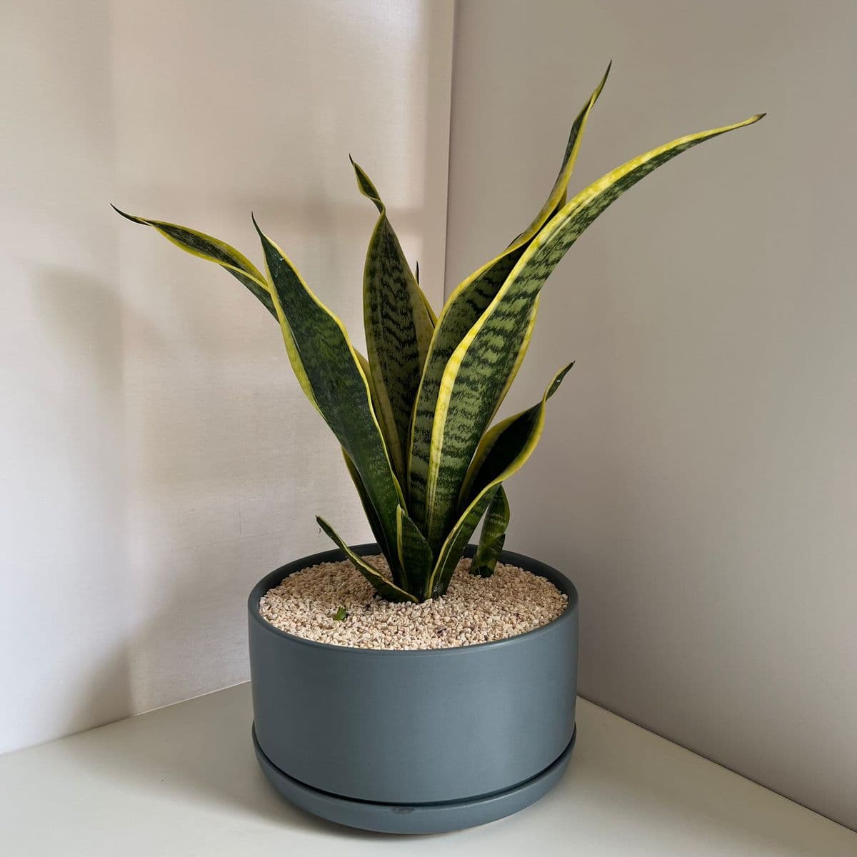 אופק 25 אפור+סנסיווריה 12