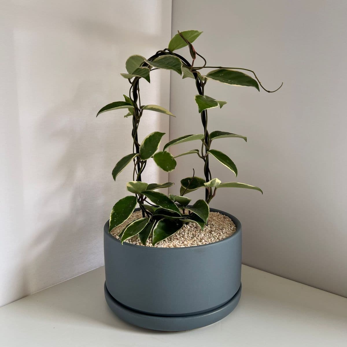 אופק 21 אפור+בת שבע קשת 12