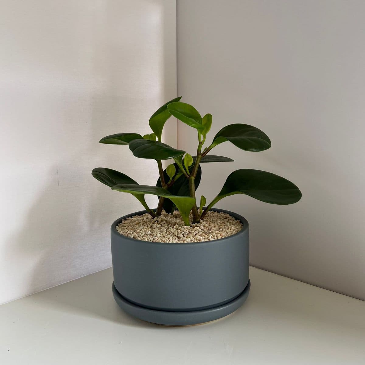 אופק 18 אפור+פפרומיה 9