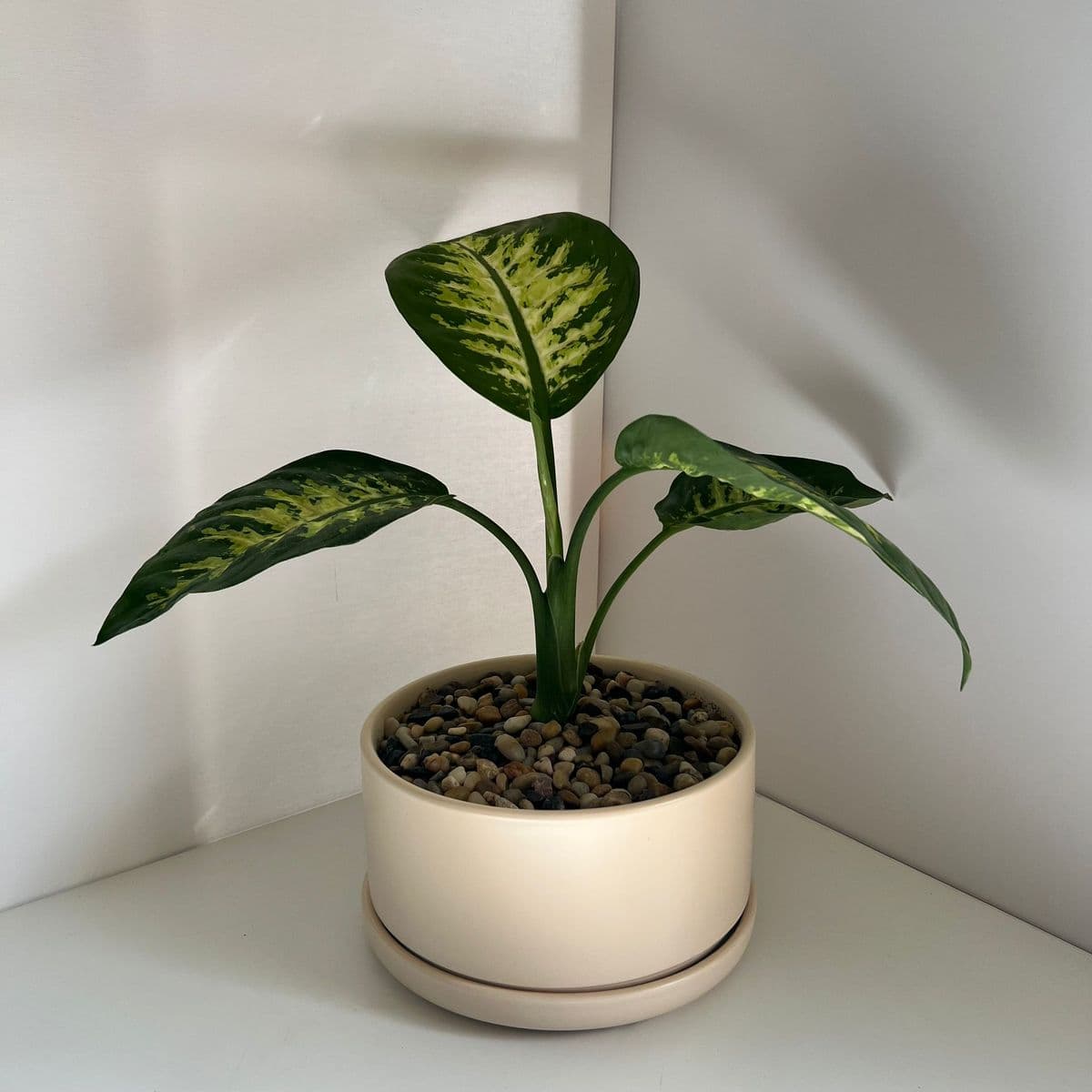 אופק ביג' 21+דיפנבכיה 12