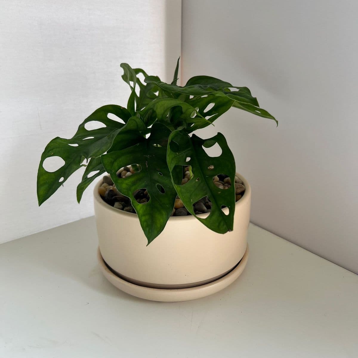 אופק ביג' 18+מונסטרה מנקי מסק