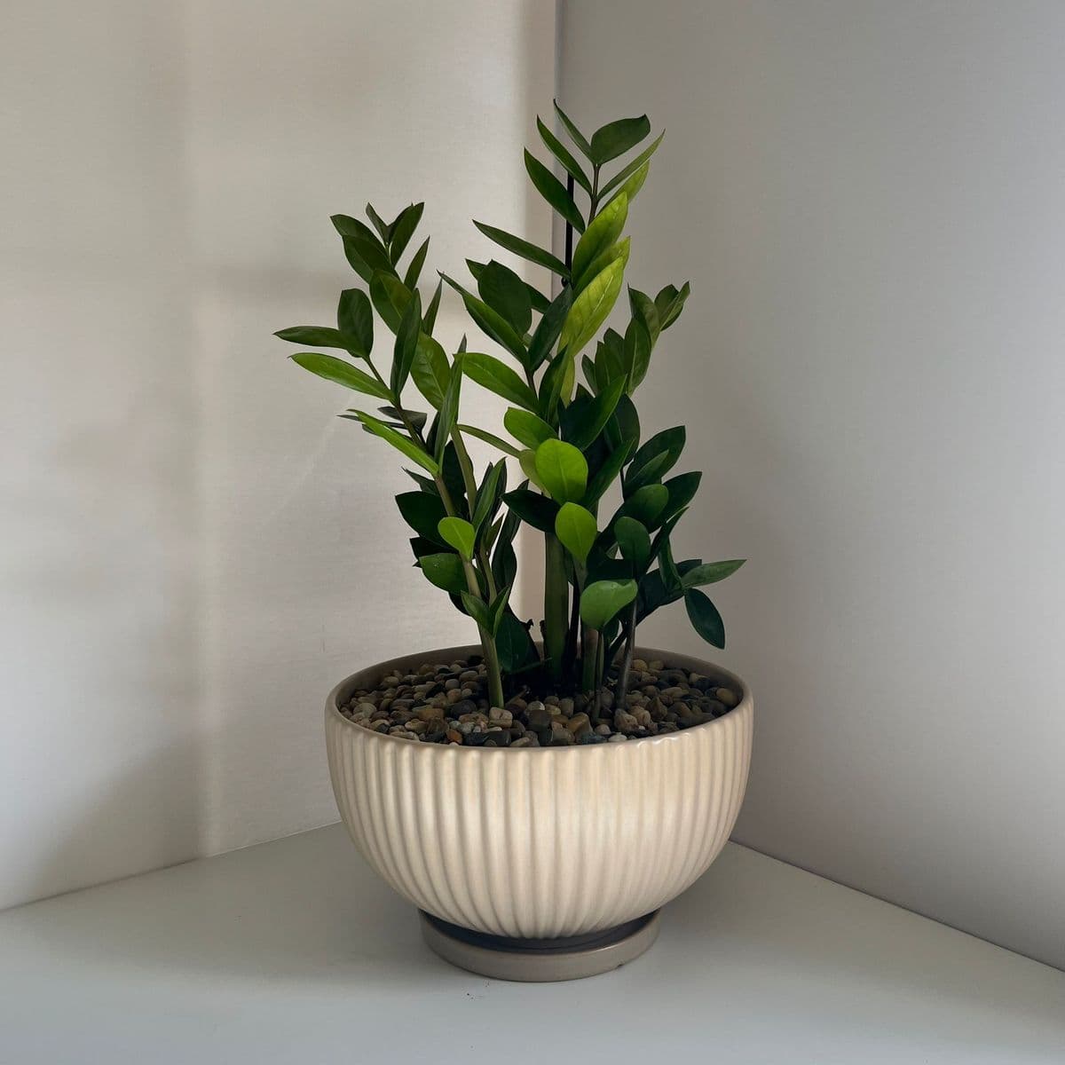 מעיין ביג' 28+זמיה 15