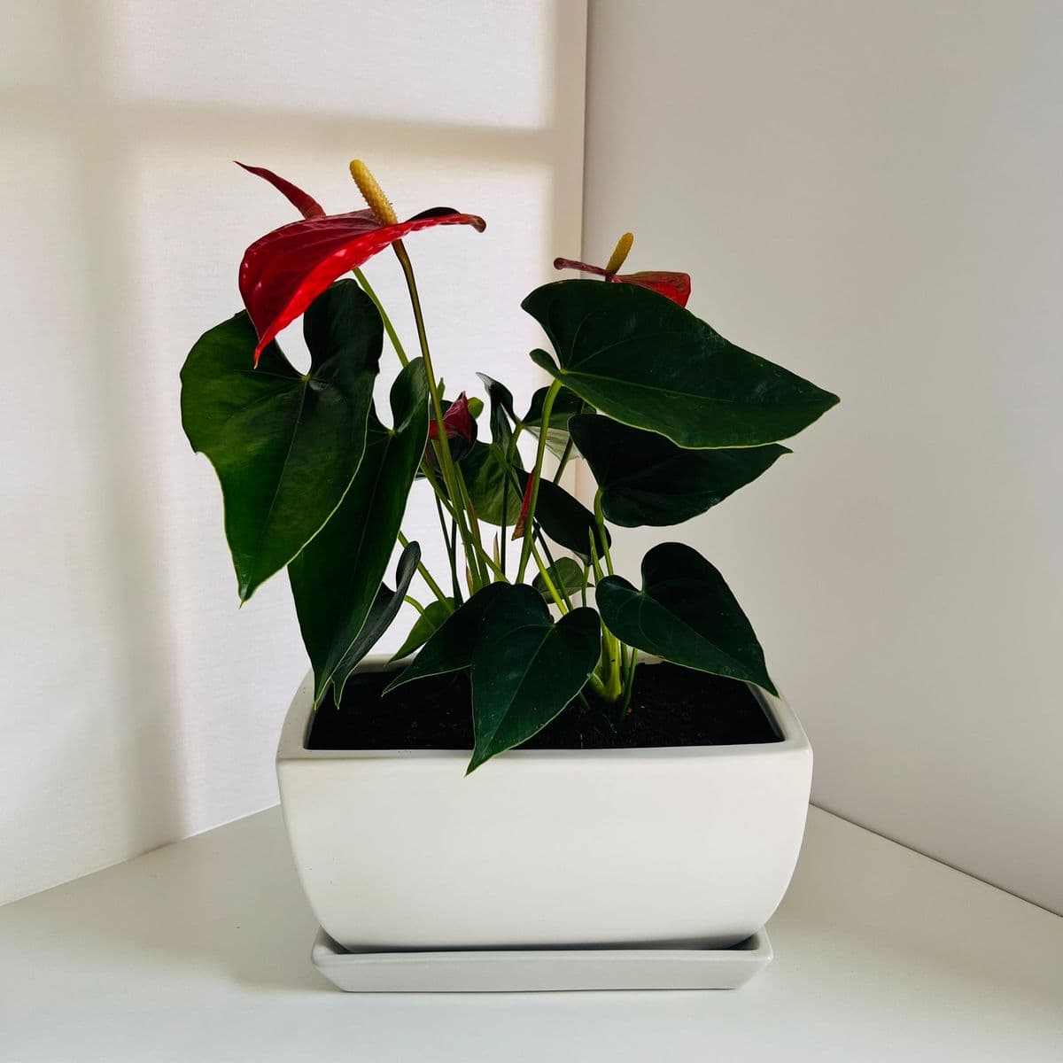 גל + אנטוריום 12