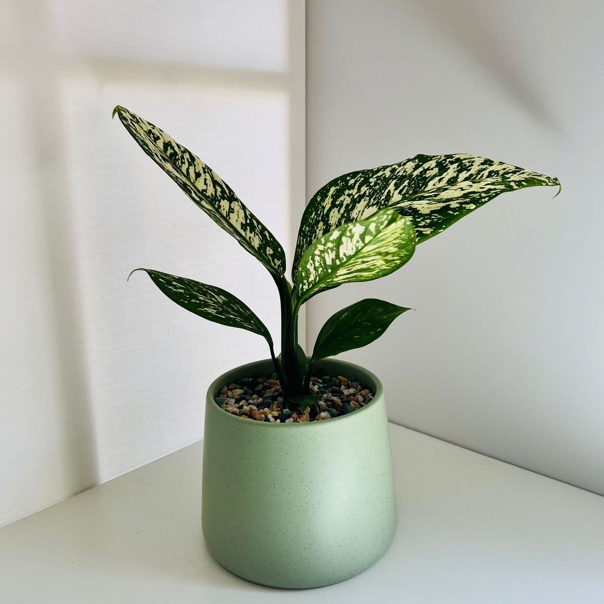 צל+וויט אתנה