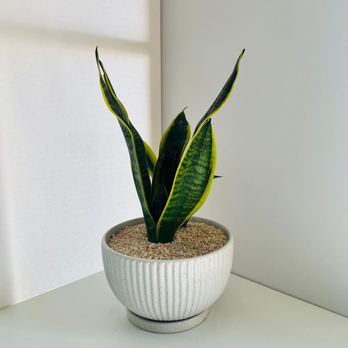 מעיין 20+סנסוויריה 12