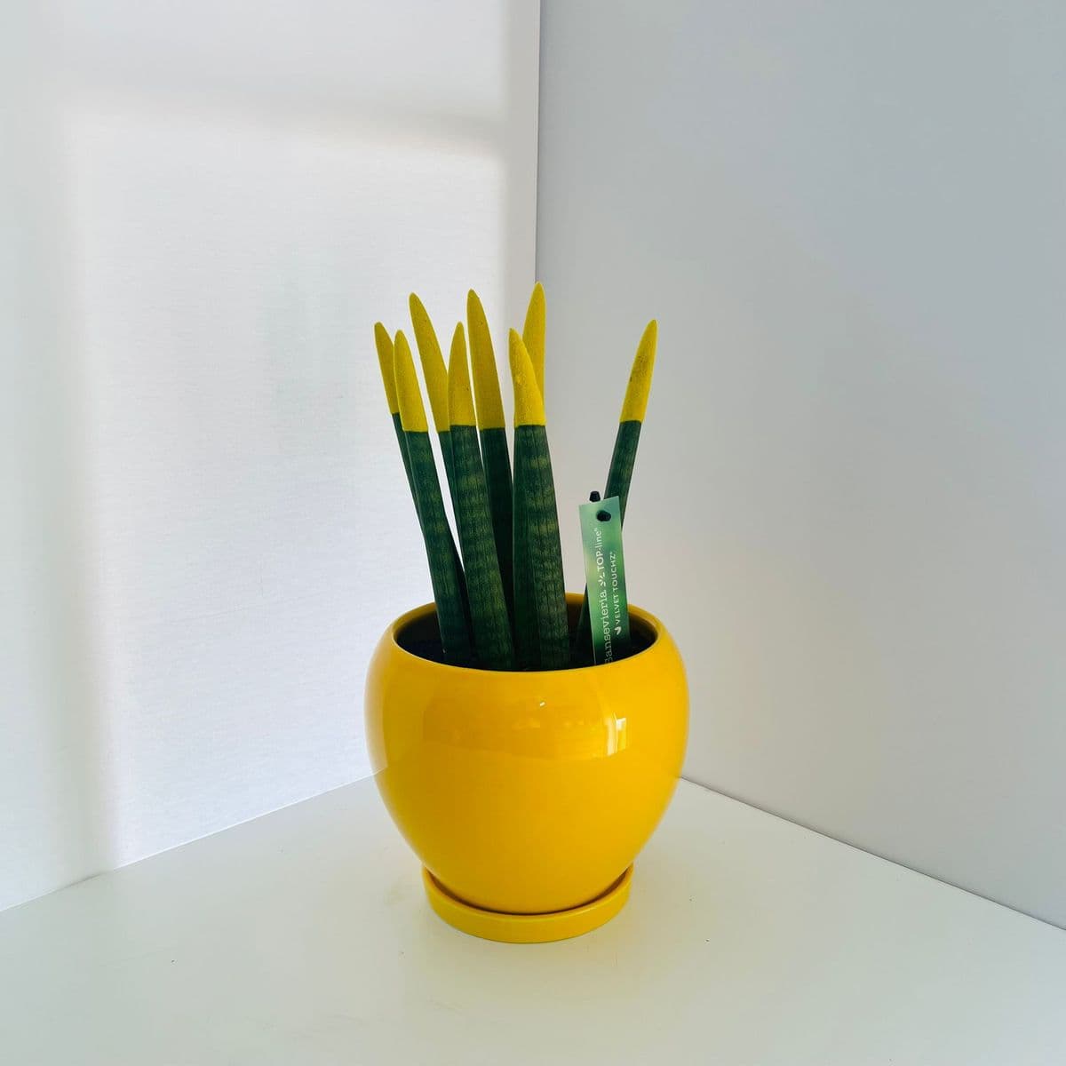 הד+סנסיווריה קטיפה