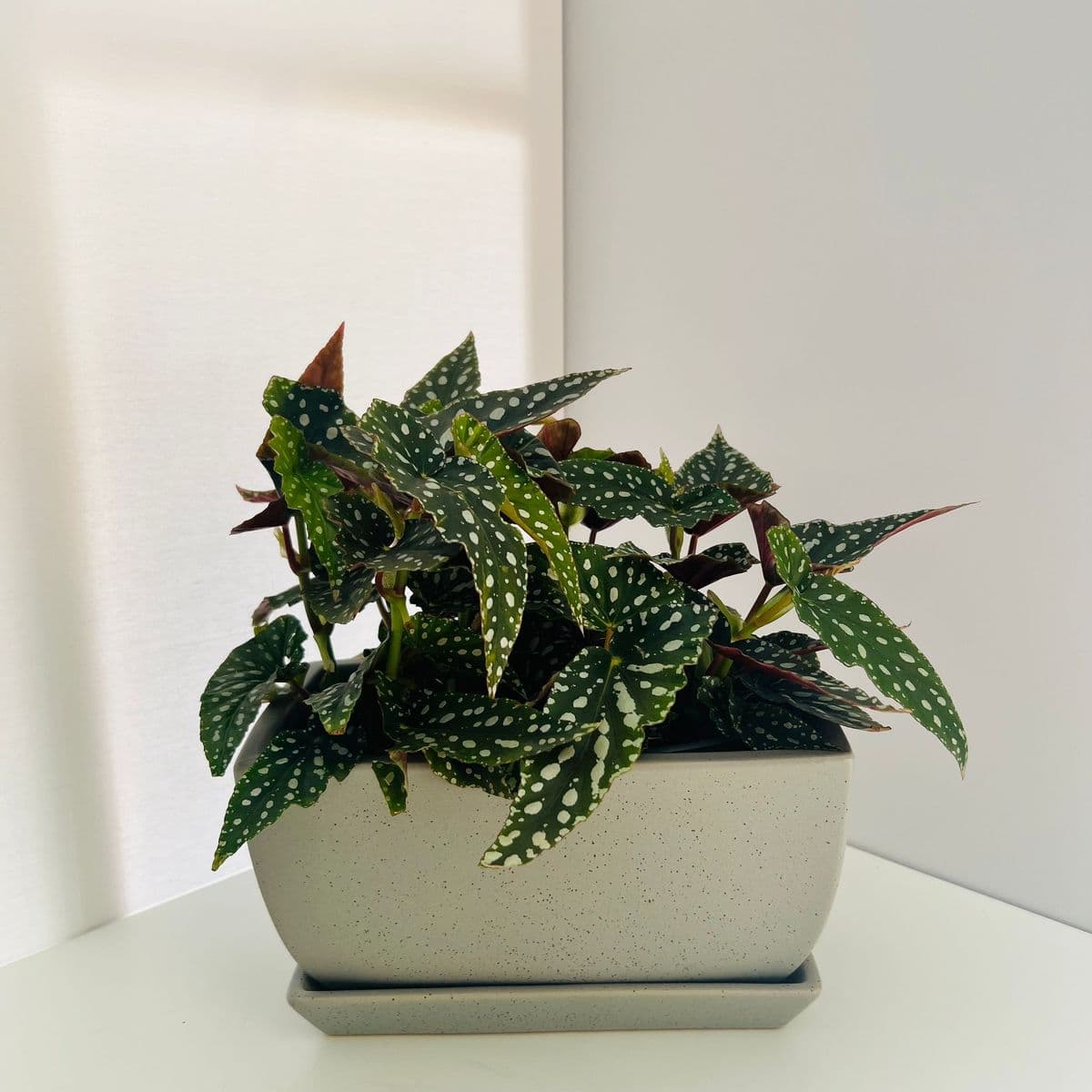 גל אפור+ביגוניה