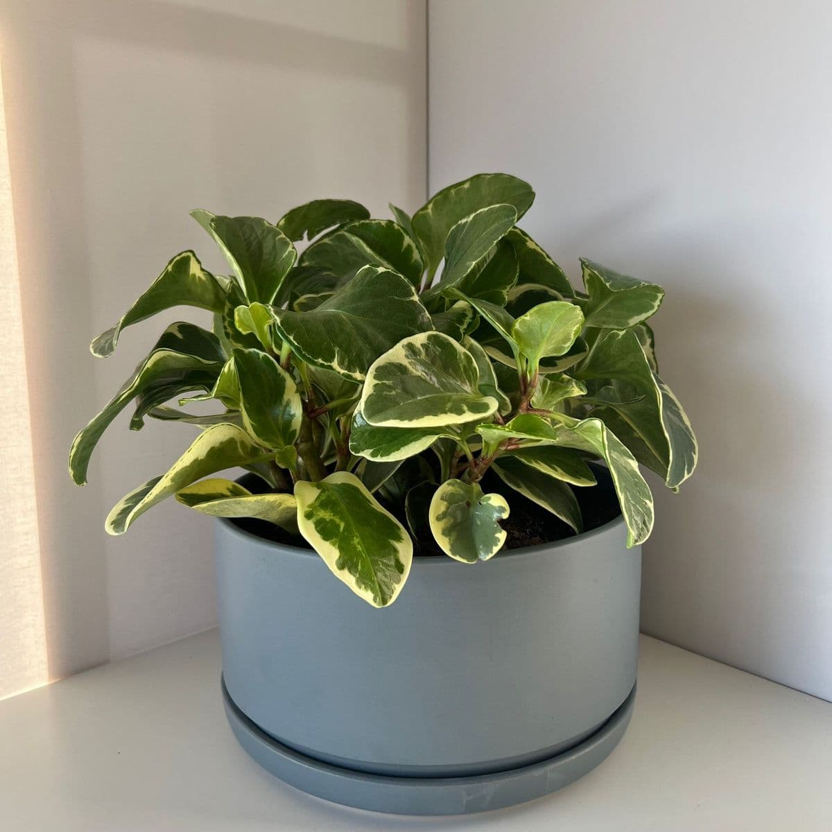 אופק אפור 28+פפרומיה