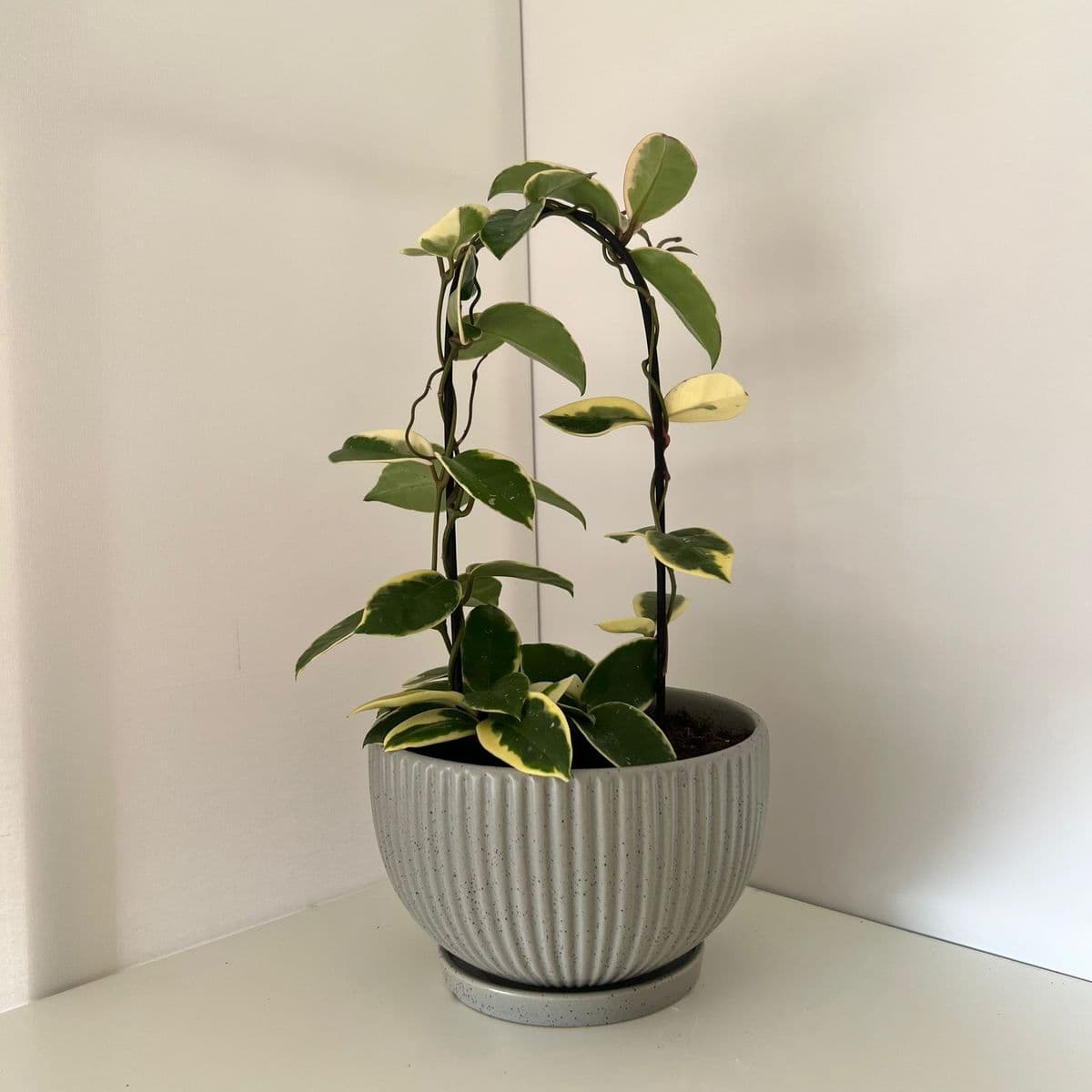 מעיין 20+בת שבע