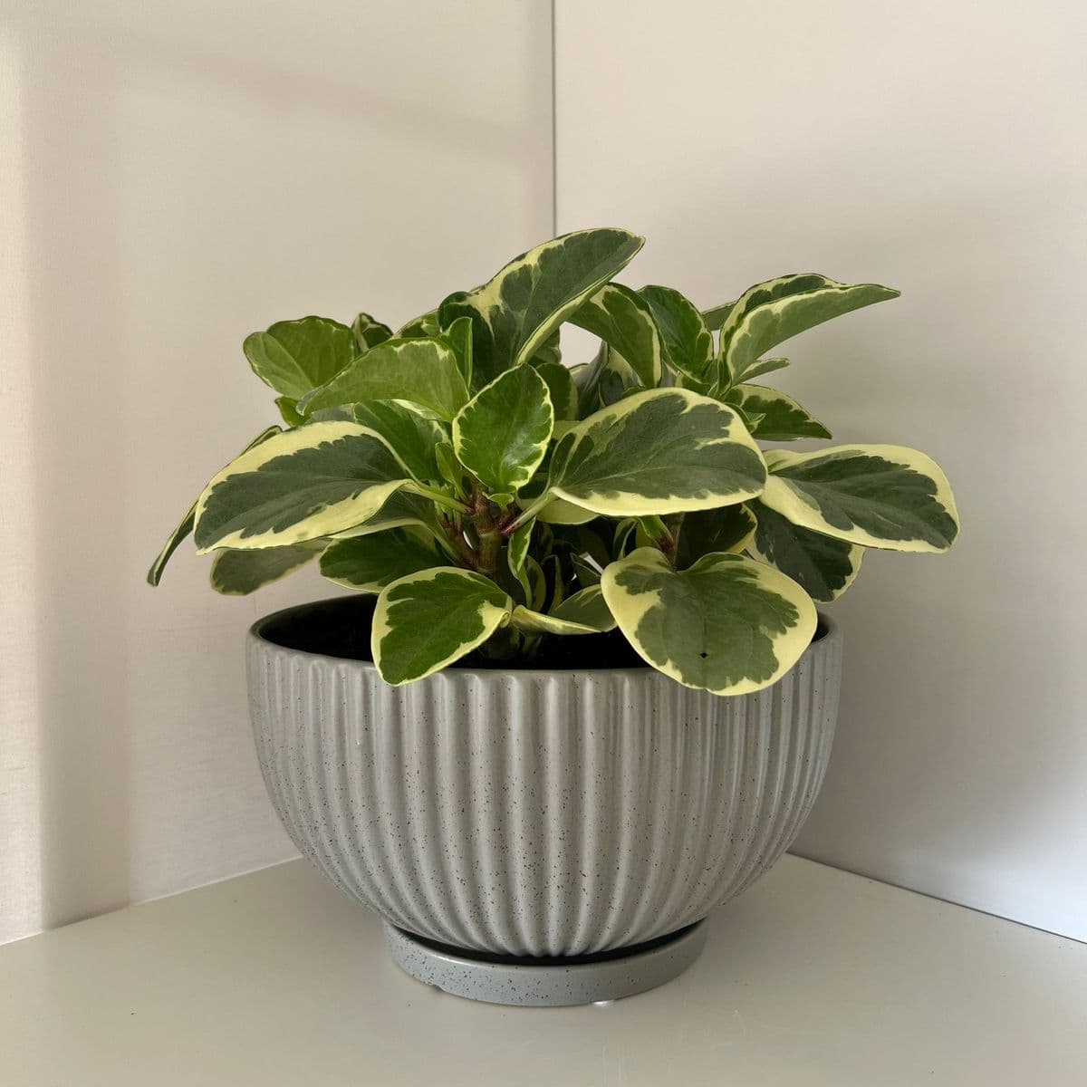 מעיין 28+פפרומיה