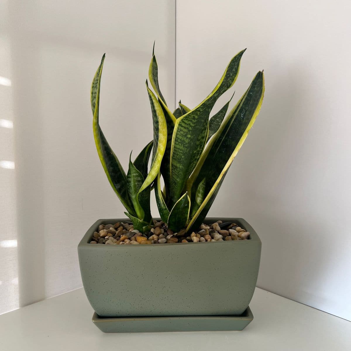 גל +סנסיווריה