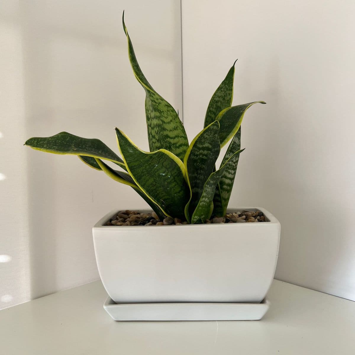 גל + סנסיווריה