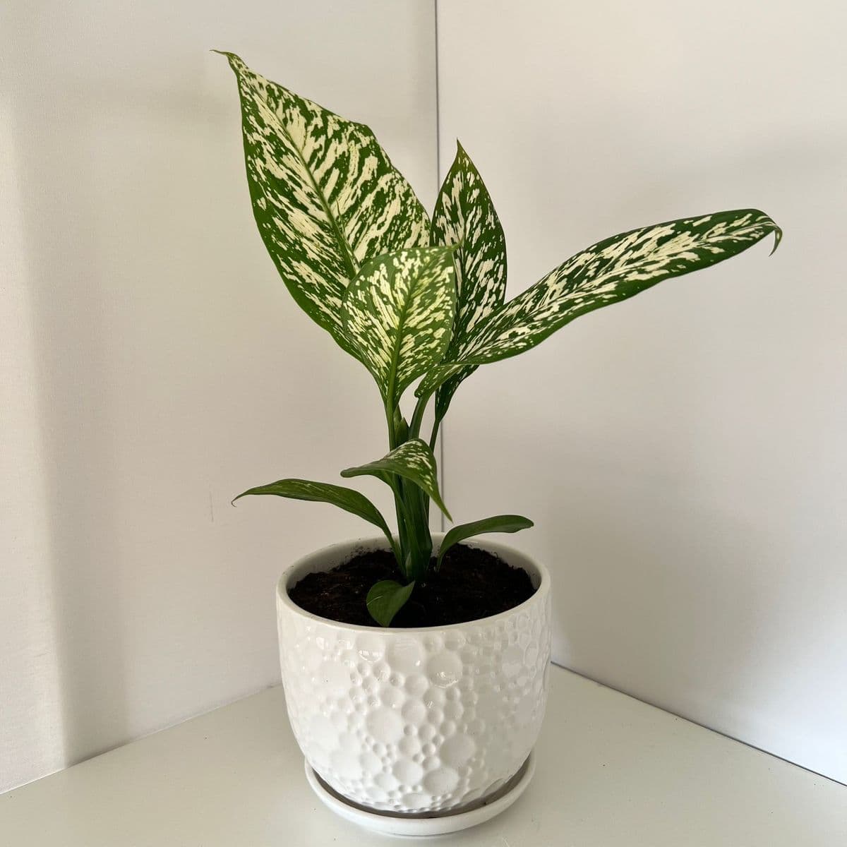 עציץ בועות+דיפנבכיה