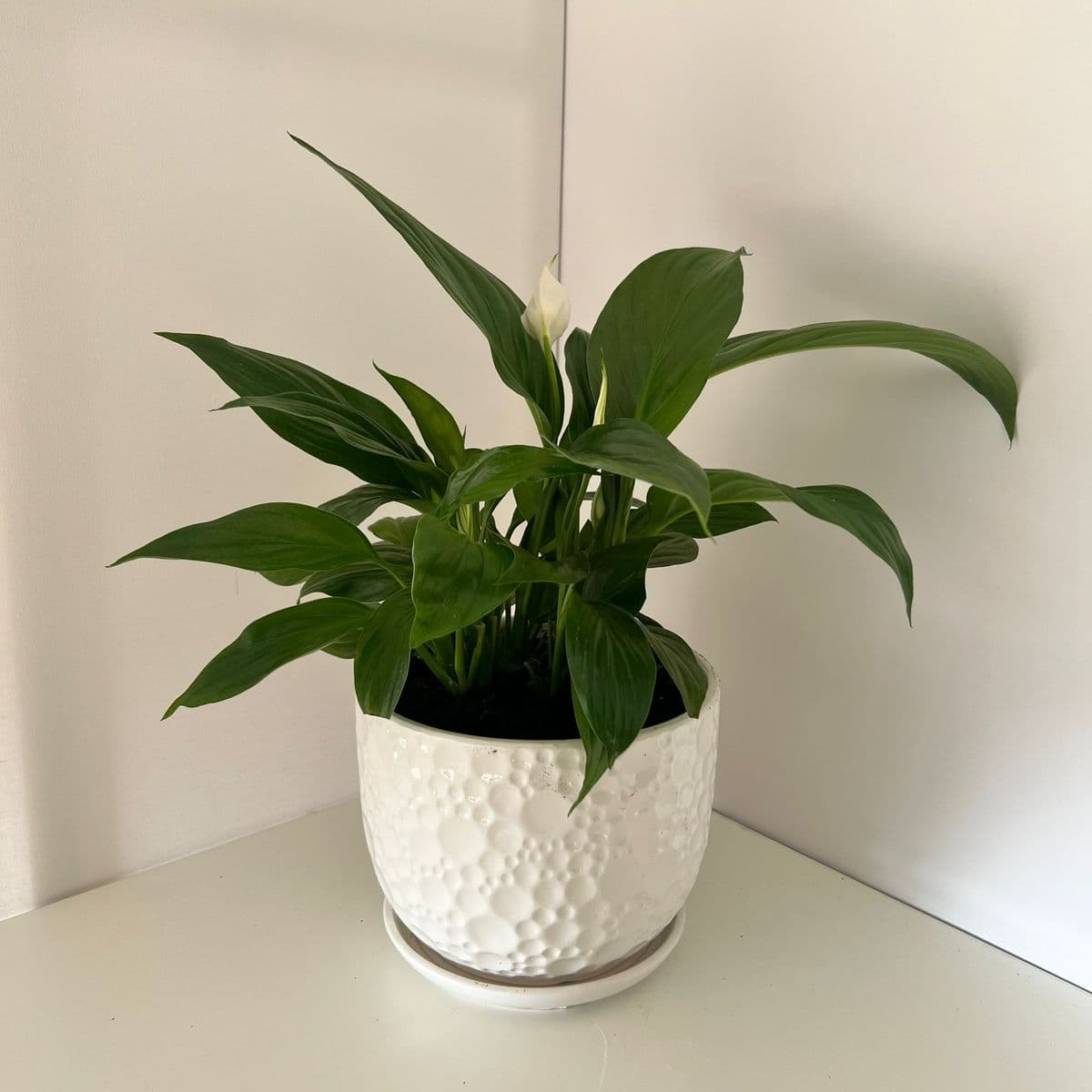 עציץ בועות +ספטיפיליום